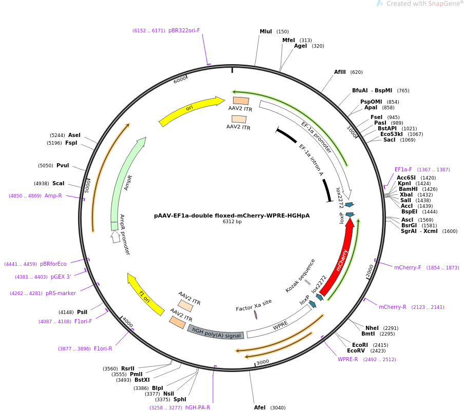 pAAV-EF1a-double floxed-mCherry-WPRE-HGHpA质粒图谱